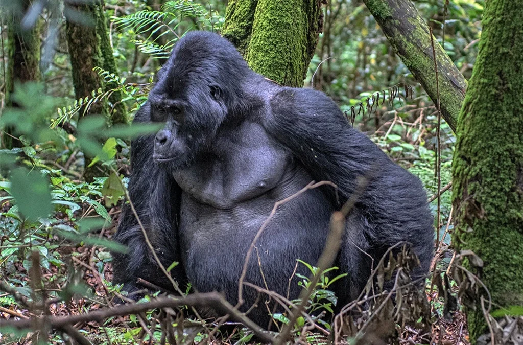 Are There Adventure Activities in Uganda While Trekking Gorillas?