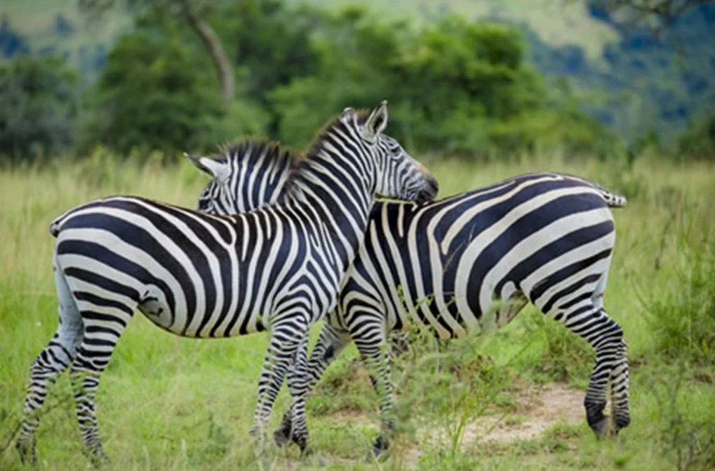 Akagera Safari Guide