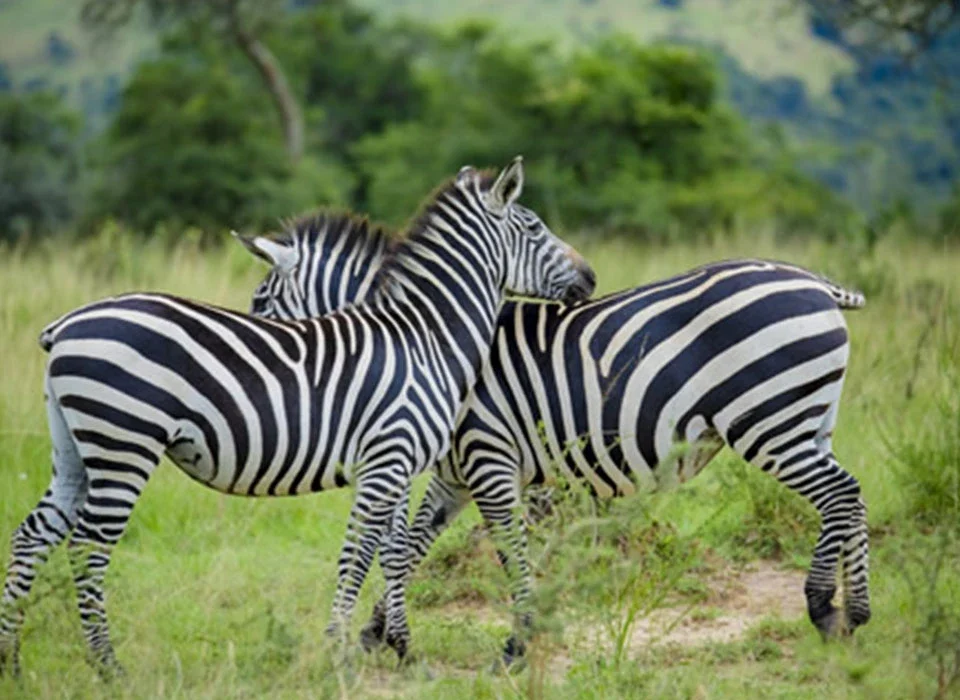 Akagera Safari Guide