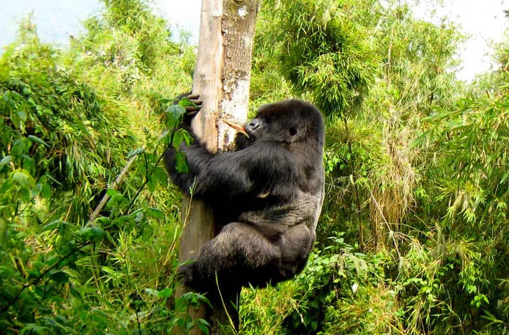Are Gorilla Permits Included in Combined Safari Packages?