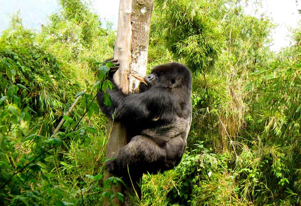 Are Gorilla Permits Included in Combined Safari Packages?