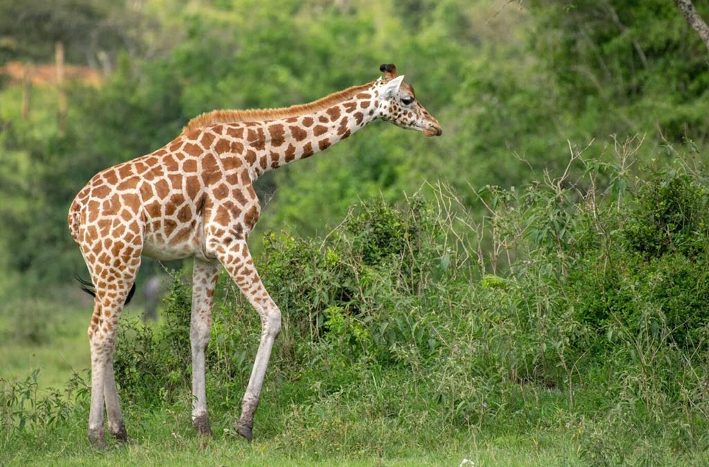 What Are the Benefits of Booking a Customized Safari Package?