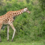 What Are the Benefits of Booking a Customized Safari Package?