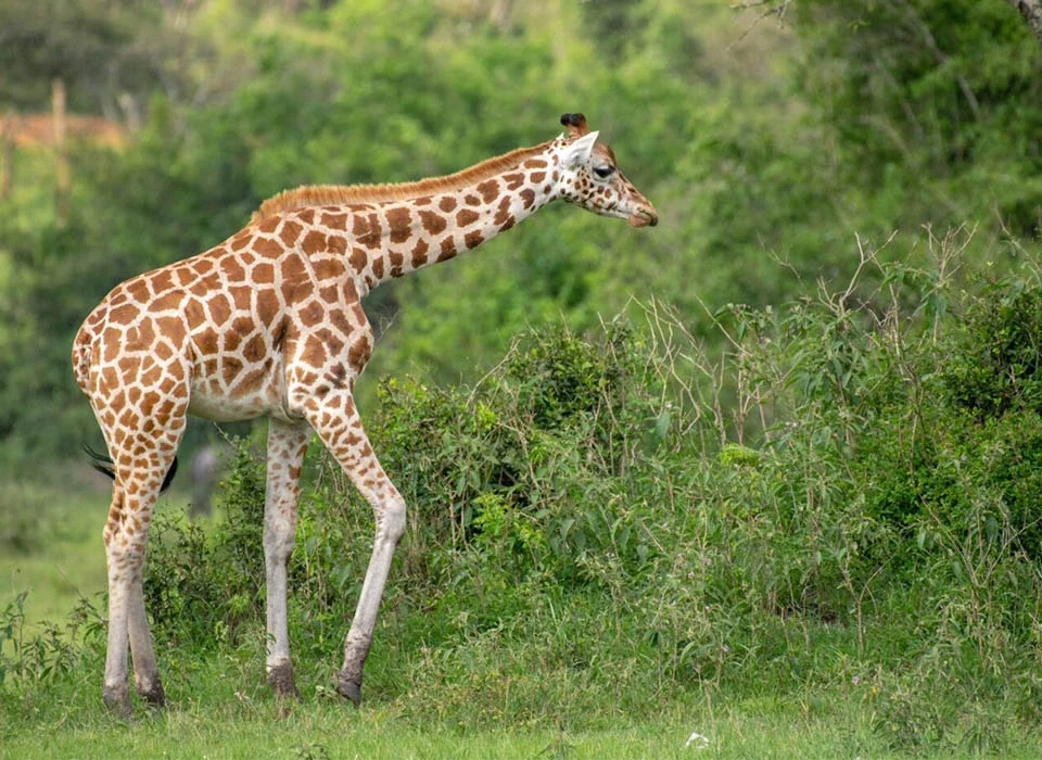 What Are the Benefits of Booking a Customized Safari Package?