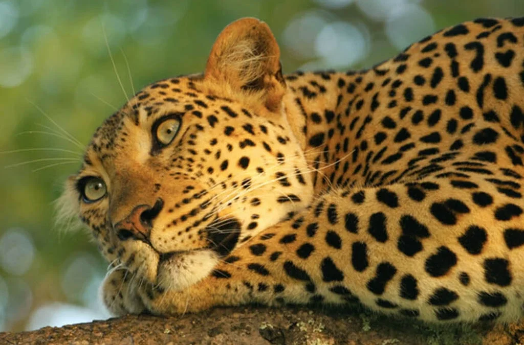 Is Seeing the Big 5 Guaranteed in a Safari?