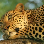 Is Seeing the Big 5 Guaranteed in a Safari?
