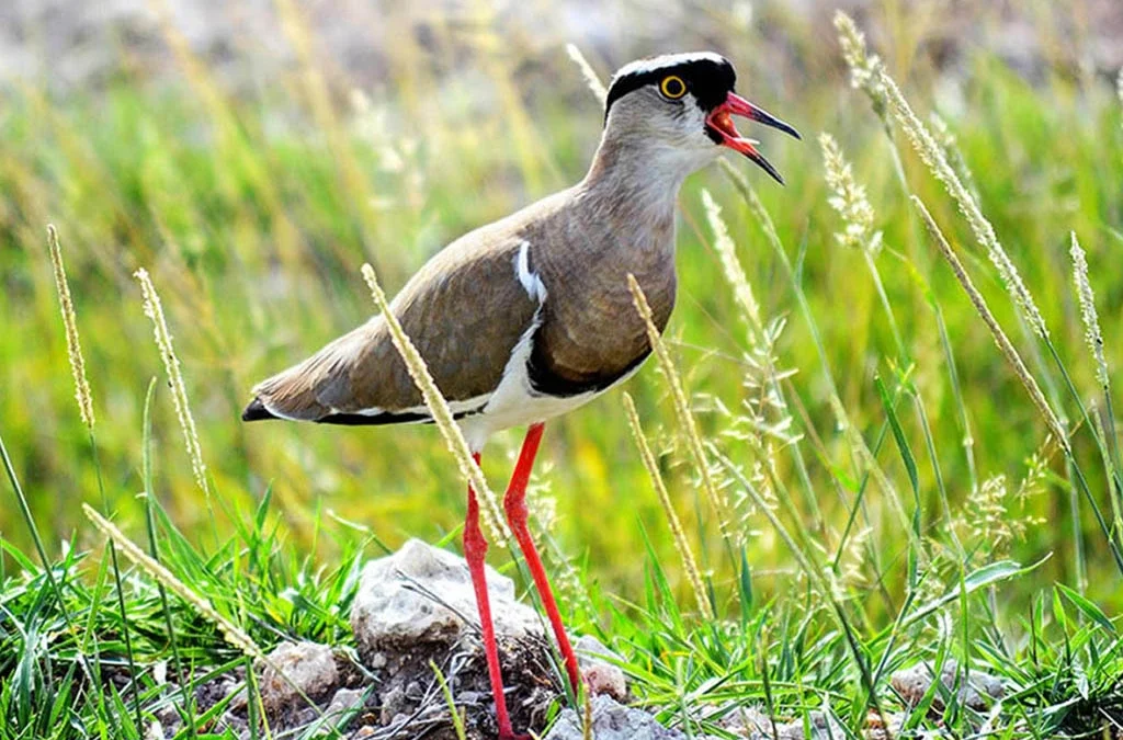 Birding Trips in Semuliki National Park
