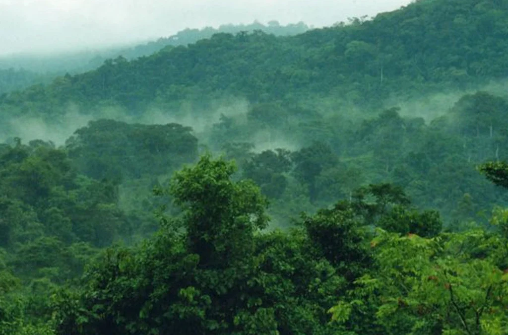 Why Is Bwindi Forest Referred to as an Impenetrable Forest?