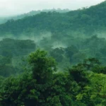 Why Is Bwindi Forest Referred to as an Impenetrable Forest?