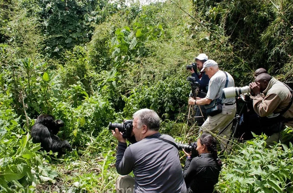 Can You Record Videos During Gorilla Trekking?