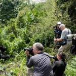 Can You Record Videos During Gorilla Trekking?