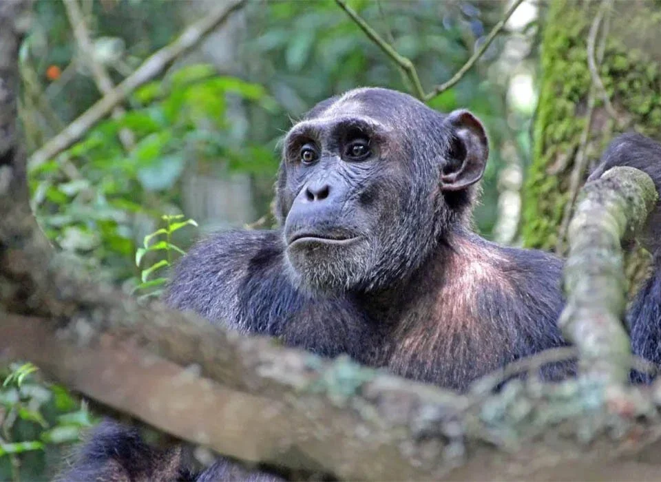 How Hard and Challenging Is Chimpanzee Trekking in Kibale Forest?