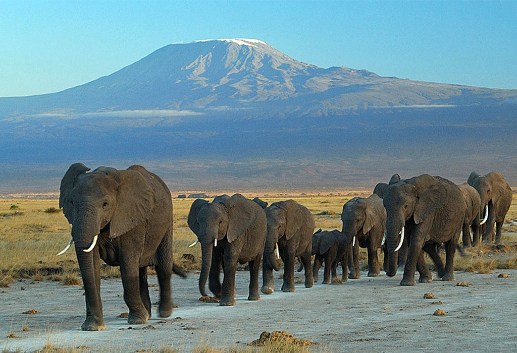 A 9 Days Kenya,Uganda Safari.