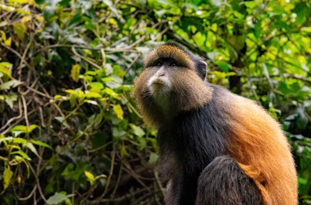 How Long Does Golden Monkey Tracking Take?