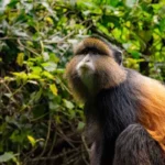 How Long Does Golden Monkey Tracking Take?