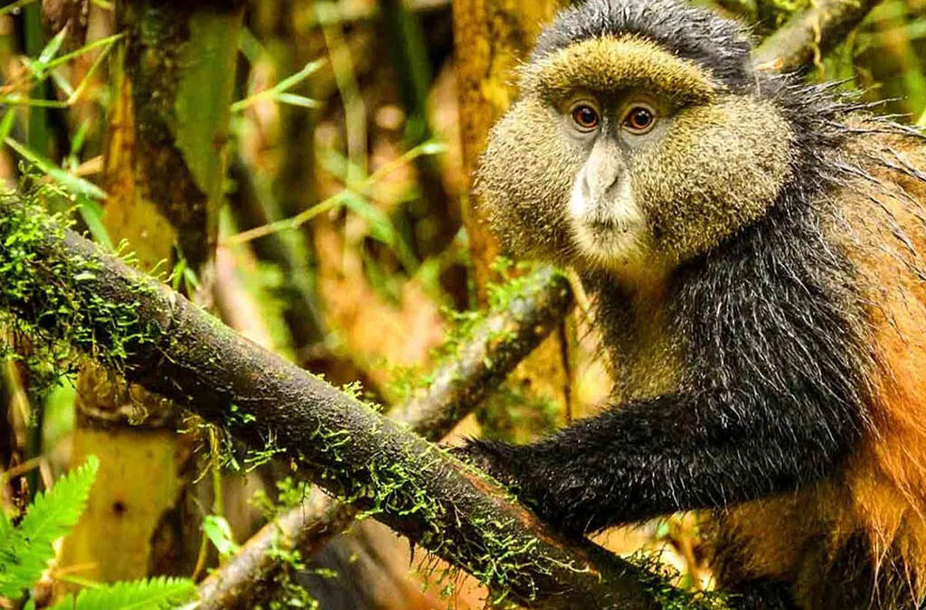 Where Can I Do Golden Monkey Trekking in Rwanda and Uganda?