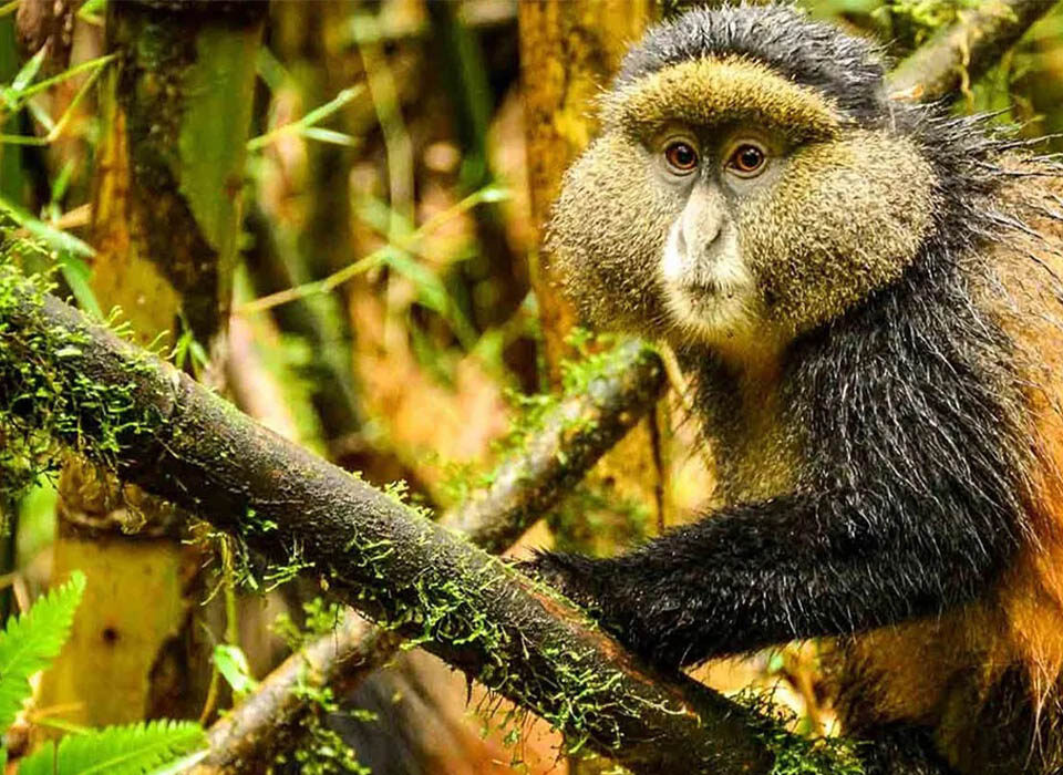 Where Can I Do Golden Monkey Trekking in Rwanda and Uganda?