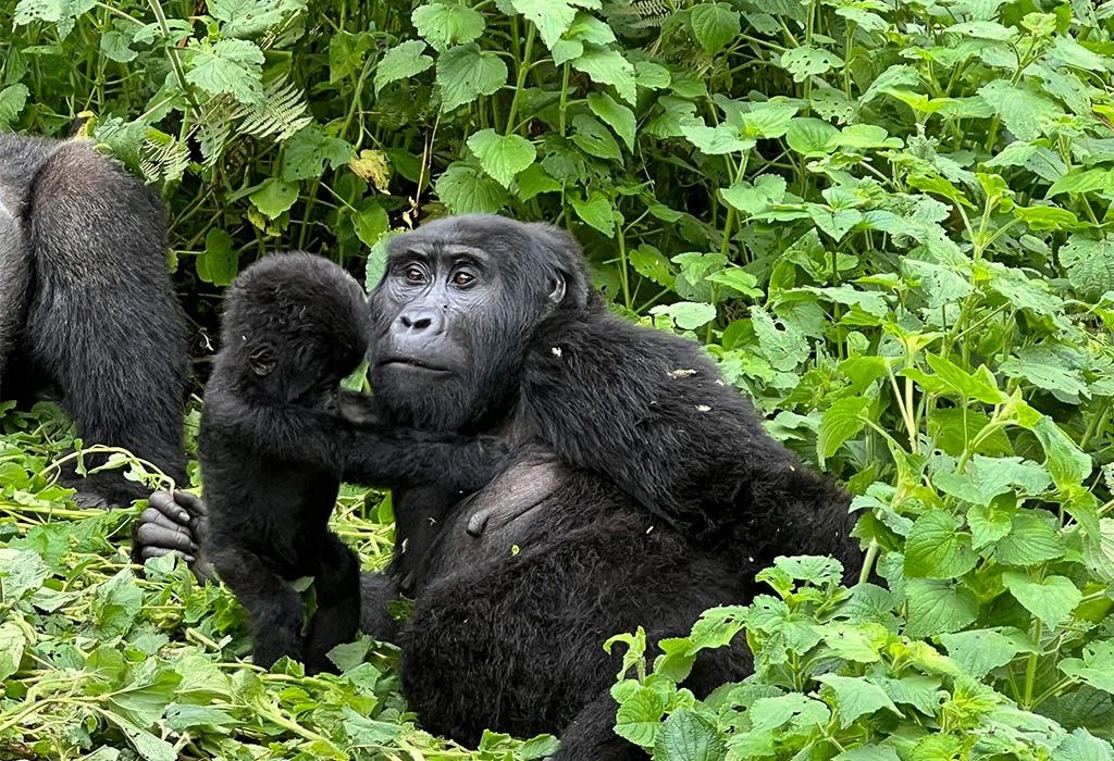 Gorilla Trekking Rwanda Packages