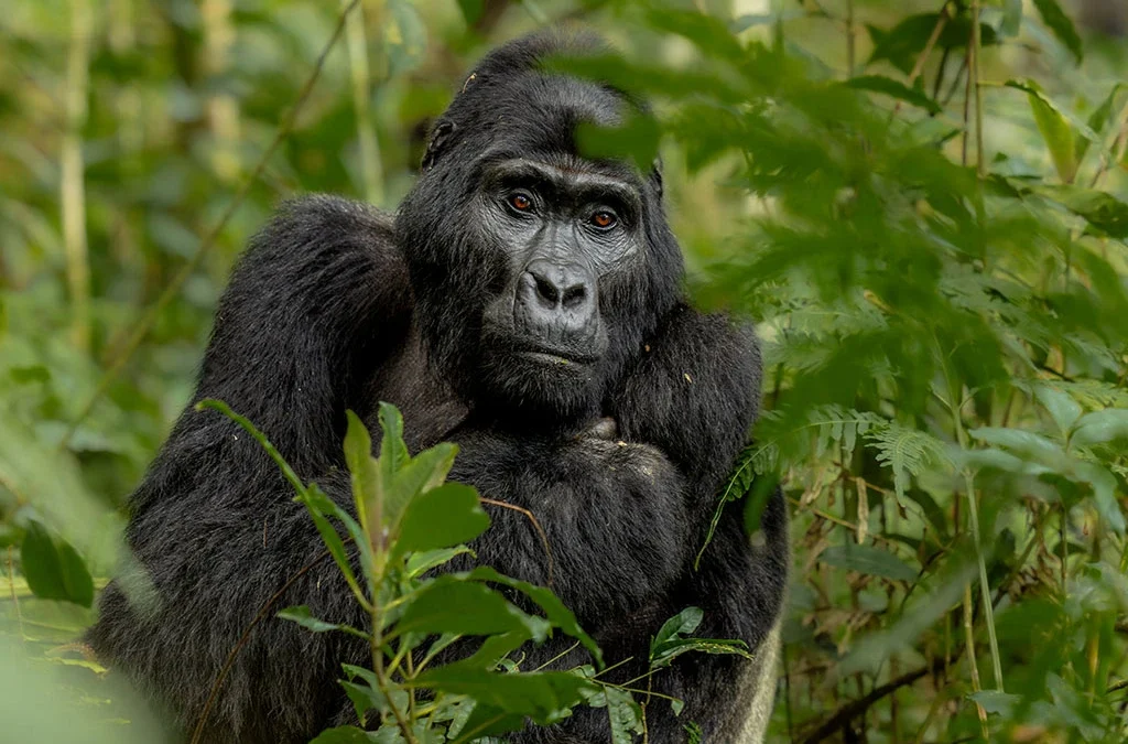 How Many Gorilla Families Are in Rwanda?