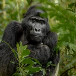 How Many Gorilla Families Are in Rwanda?