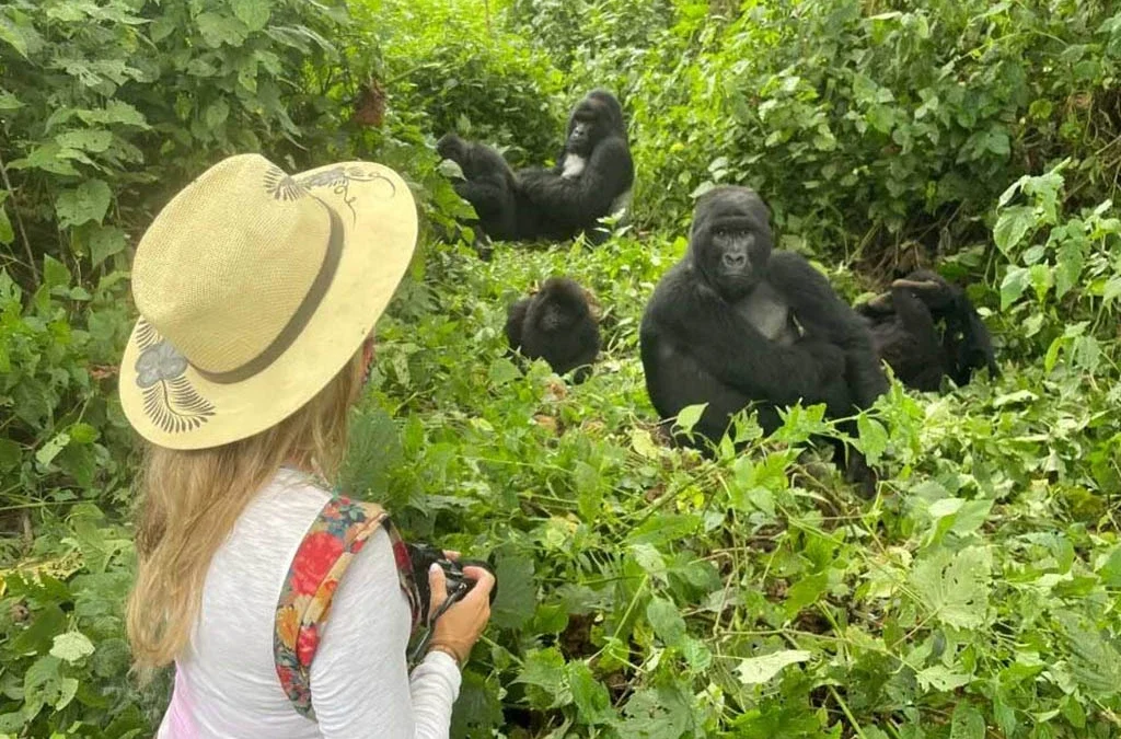 Which Bwindi Sector Offers Gorilla Habituation Permits?