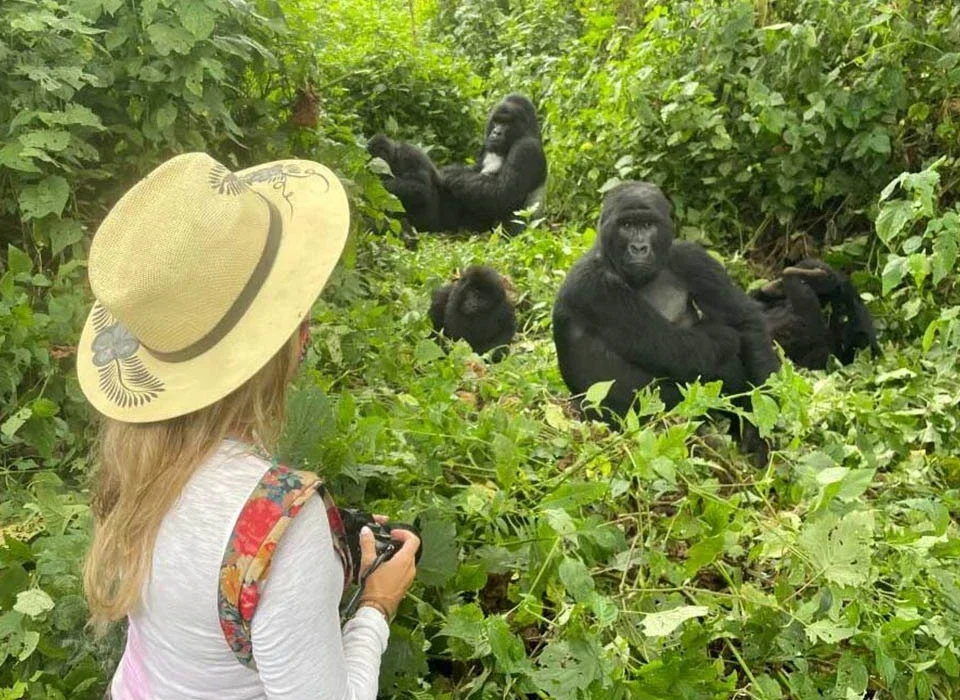 Which Bwindi Sector Offers Gorilla Habituation Permits?