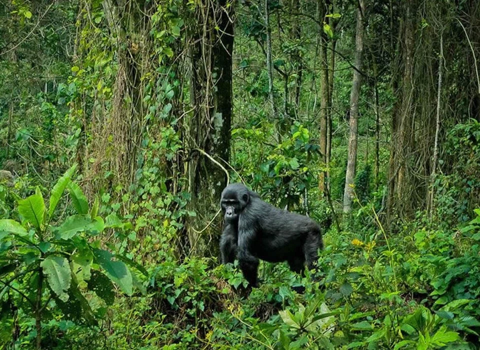 What Documents Are Needed to Secure a Gorilla Permit?