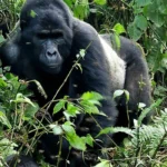 What Attracts People to Uganda?