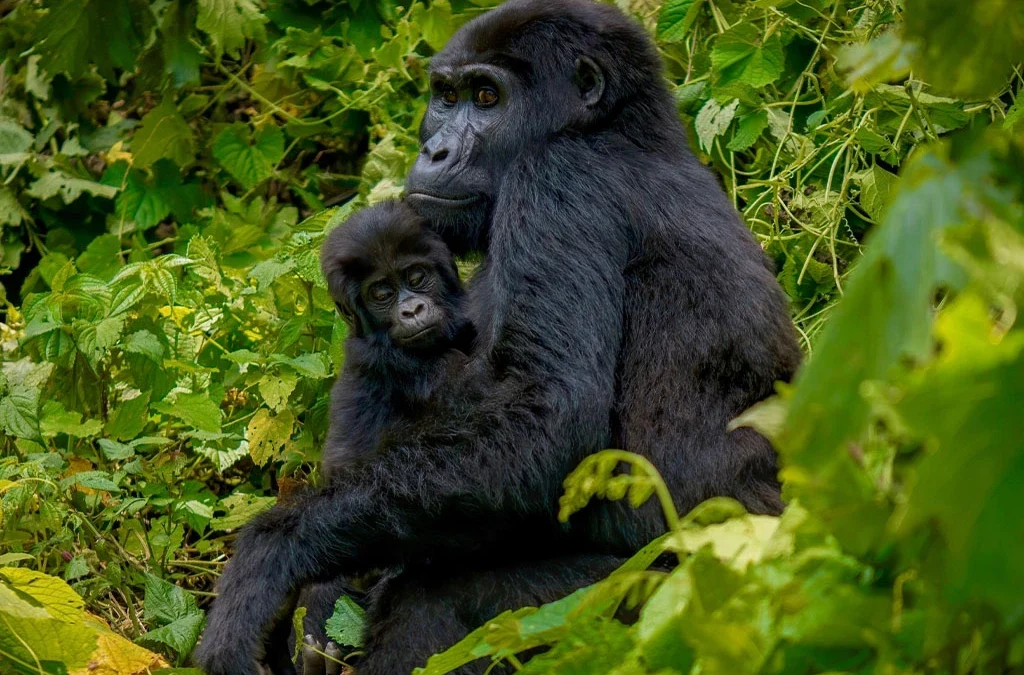 How Are Gorilla Groups Assigned During Gorilla Trekking?
