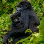How Are Gorilla Groups Assigned During Gorilla Trekking?