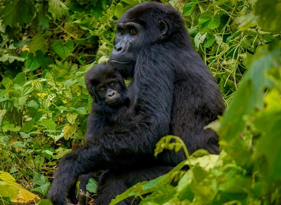 How Are Gorilla Groups Assigned During Gorilla Trekking?