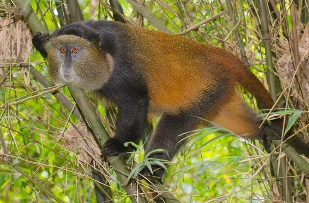 How Close Can You Get to the Golden Monkeys?