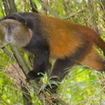 How Close Can You Get to the Golden Monkeys?