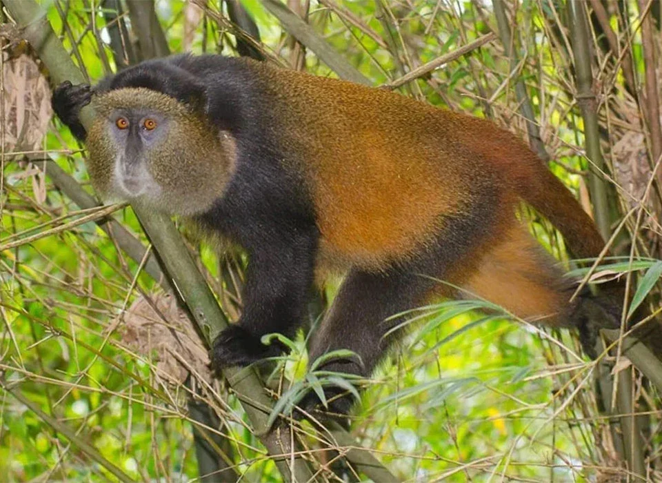 How Close Can You Get to the Golden Monkeys?