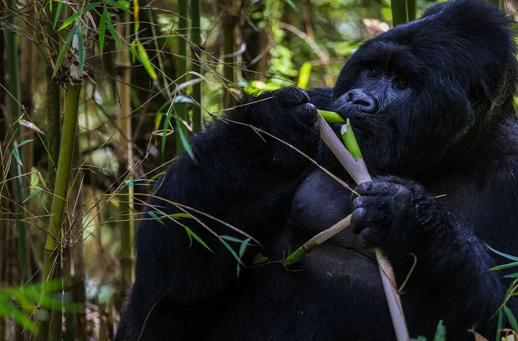 Is Gorilla Habituation Available in Rwanda?