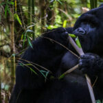 Is Gorilla Habituation Available in Rwanda?