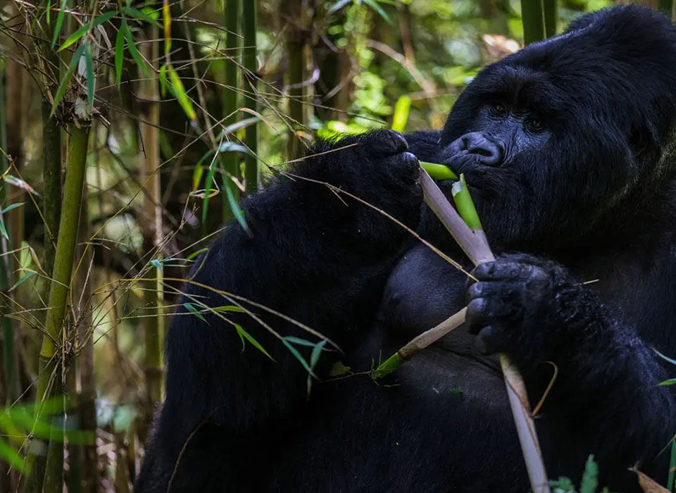 Is Gorilla Habituation Available in Rwanda?
