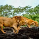 Game Drives in Kidepo Valley National Park