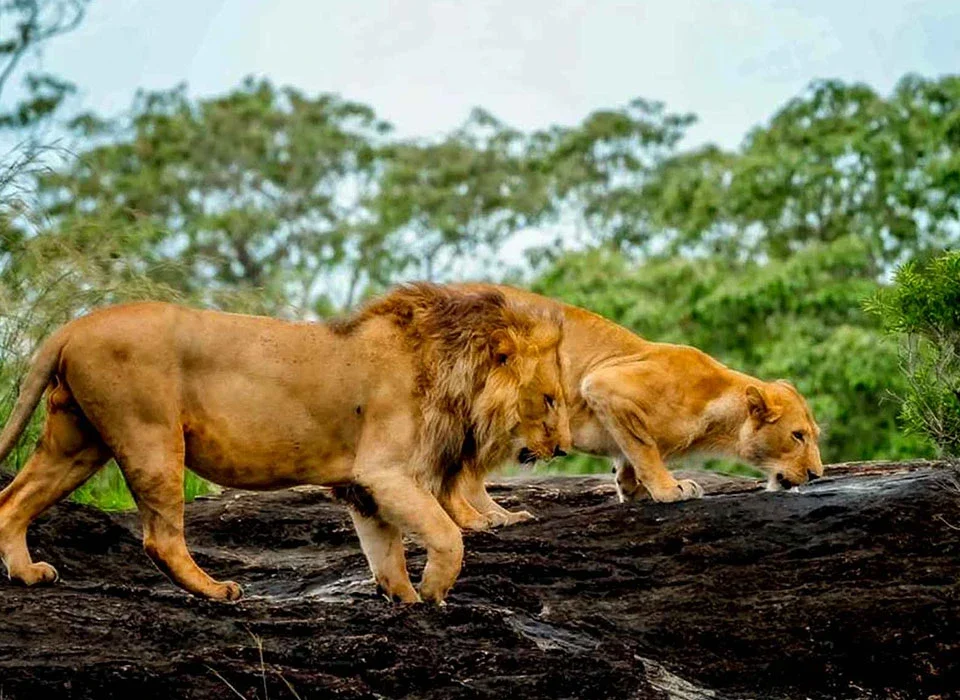 Game Drives in Kidepo Valley National Park