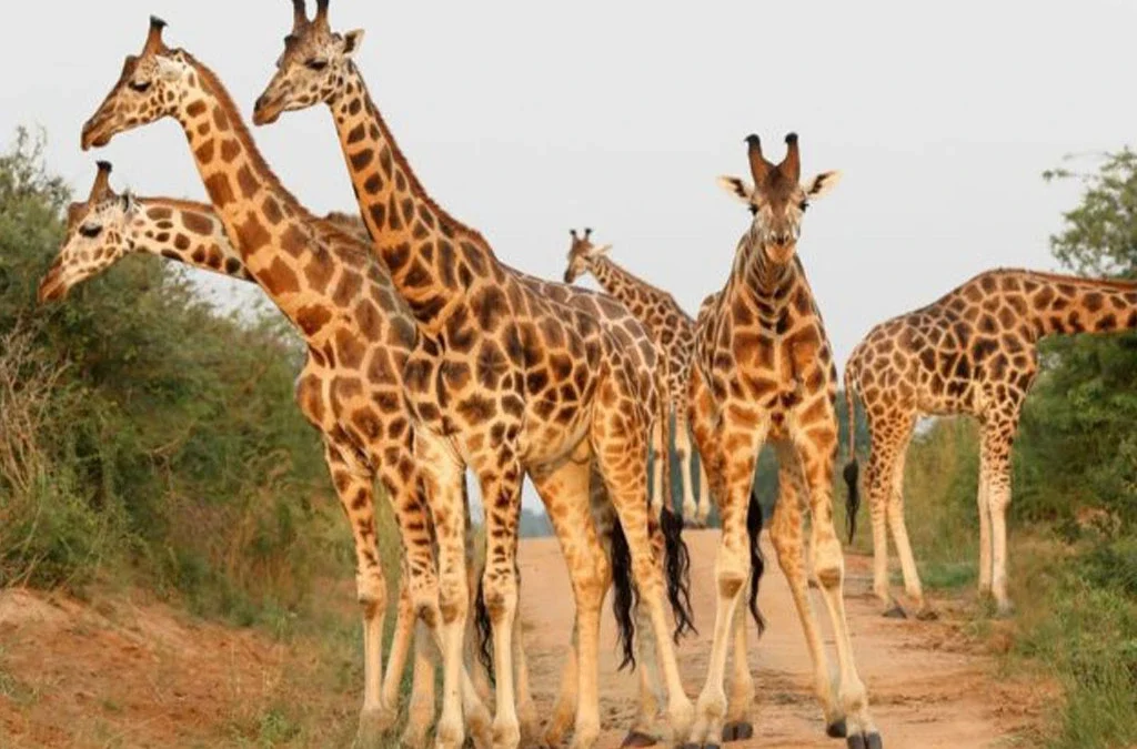What Is Kidepo National Park Best Known For?