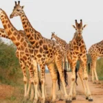 What Is Kidepo National Park Best Known For?