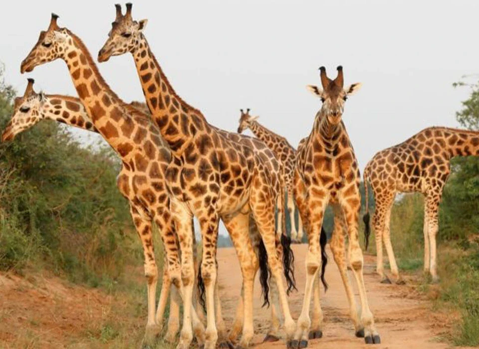 What Is Kidepo National Park Best Known For?