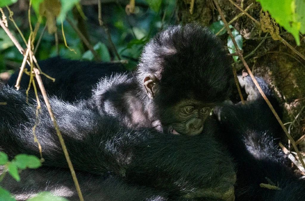 Where Is Mgahinga Gorilla National Park Located?