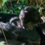 Where Is Mgahinga Gorilla National Park Located?