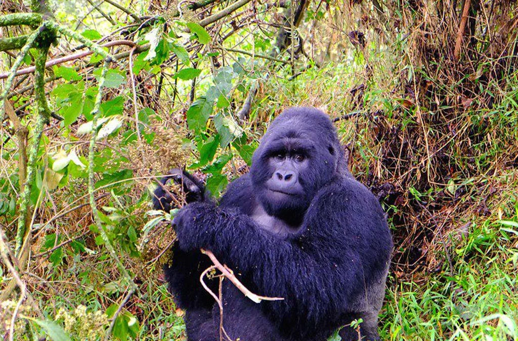 Is Mgahinga Less Crowded Than Bwindi?