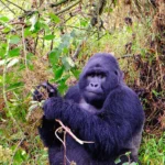 Is Mgahinga Less Crowded Than Bwindi?
