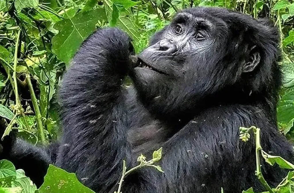 Nshanjare Gorilla Family in Rushaga Sector of Bwindi 