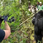 What Are the Rules for Photographing Gorillas in Rwanda?