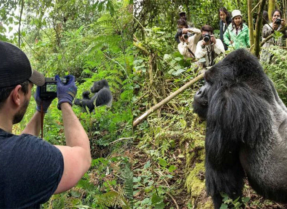 What Are the Rules for Photographing Gorillas in Rwanda?
