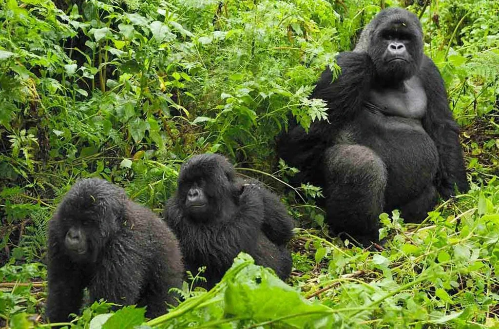 Comparing Gorilla Trekking Destinations in Rwanda and Uganda
